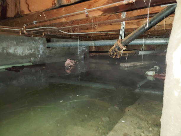 Best Flood restoration services  in English Creek, NJ